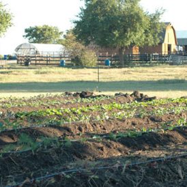 A Dinner at Elderslie Farm Image